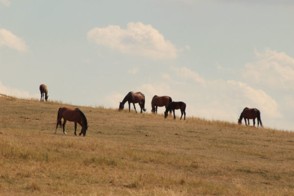 Horse property