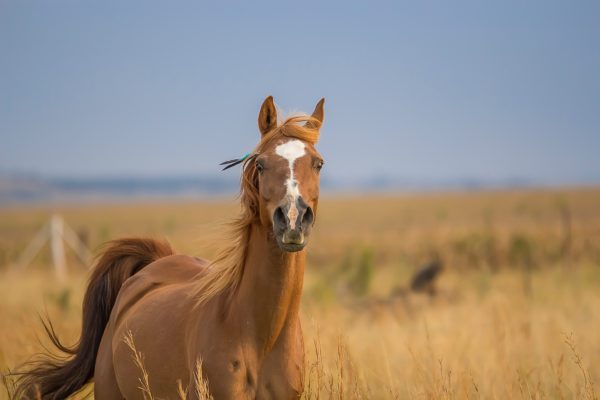 Perfect Places for Horse Land Lots in Arizona